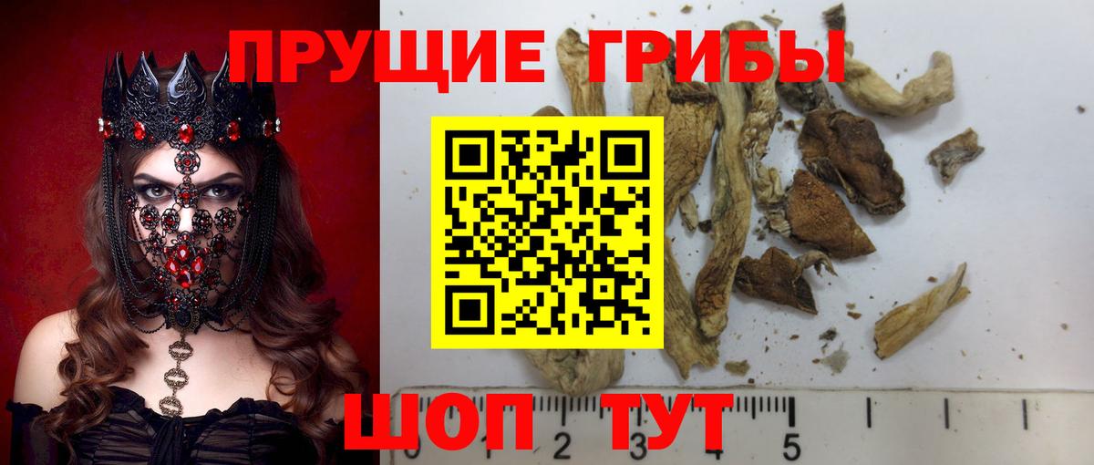 Псилоцибиновые грибы Psilocybe Мирный